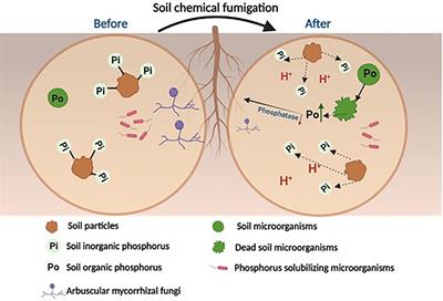 Soil chemical fumigation alters soil phosphorus cycling: effects and potential mechanisms